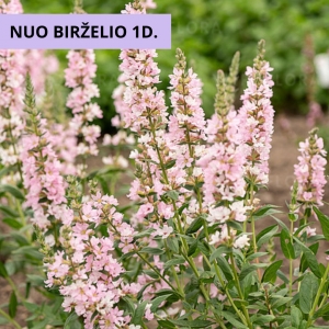 Raudoklė paprastoji (Lythrum salicaria)  &#039;Blush&#039;